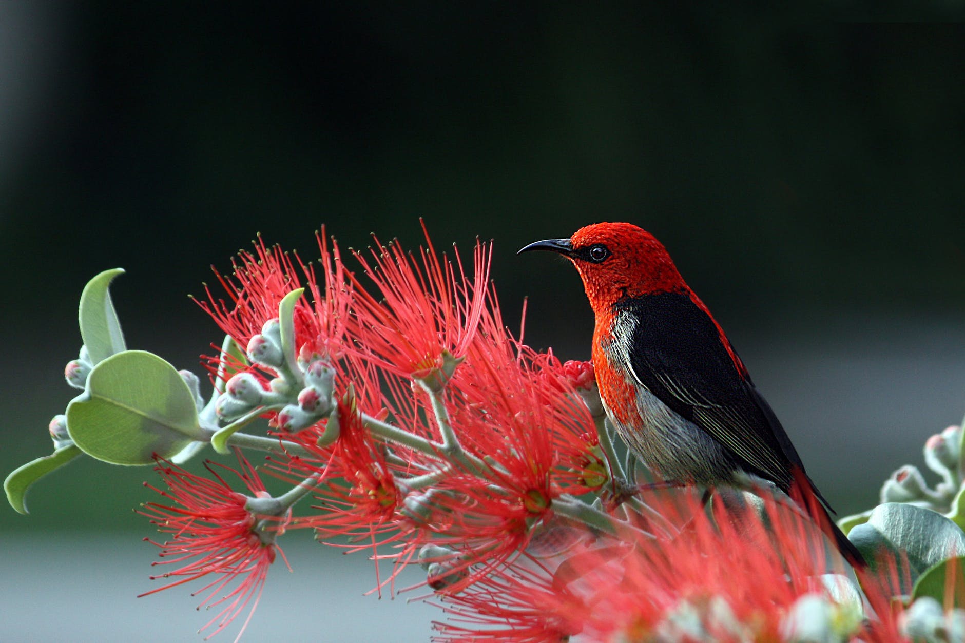 An amateur photographer, capturing wildlife