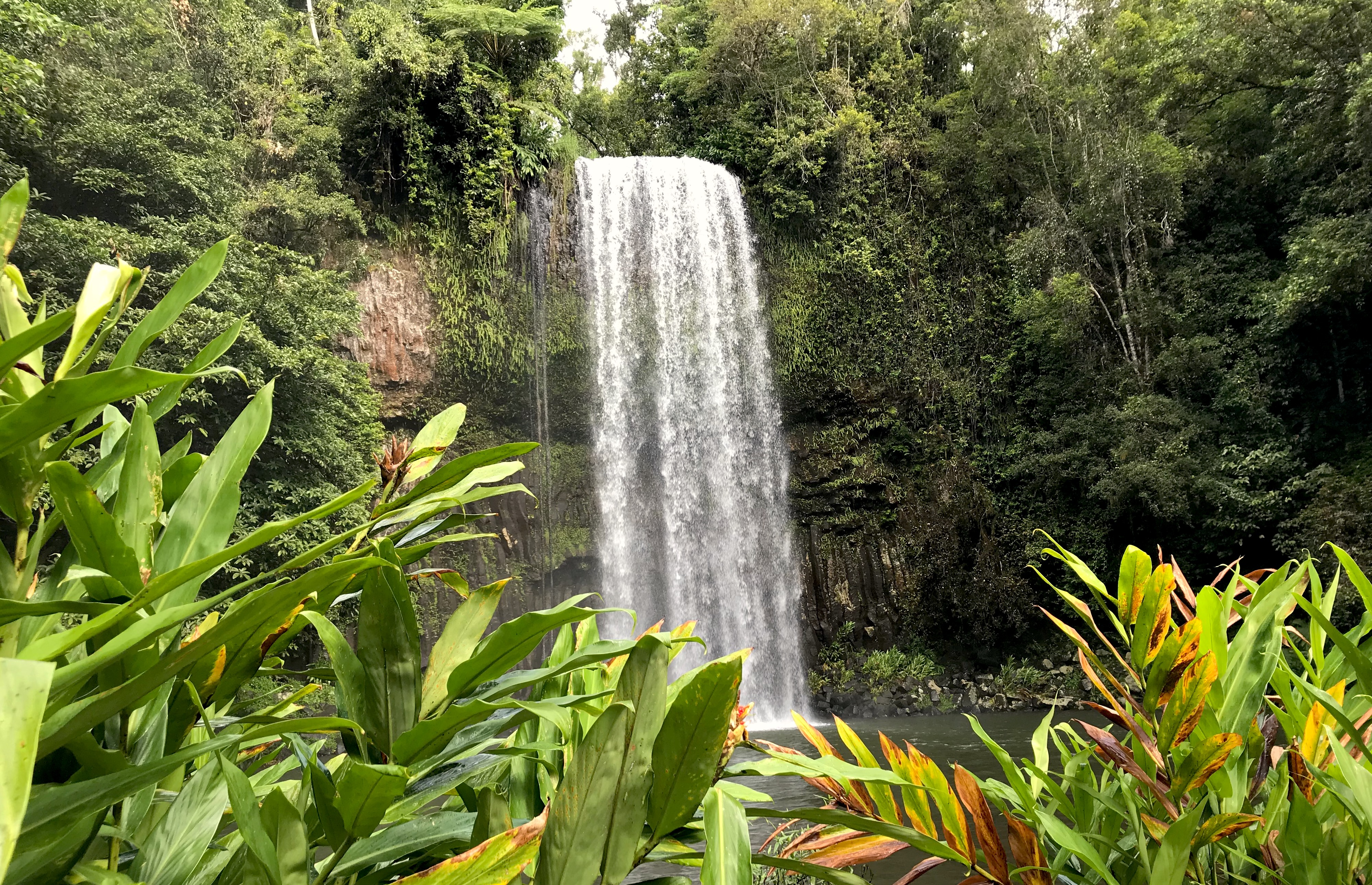 🌿 1 Reason Why Milla Milla Stole My Heart