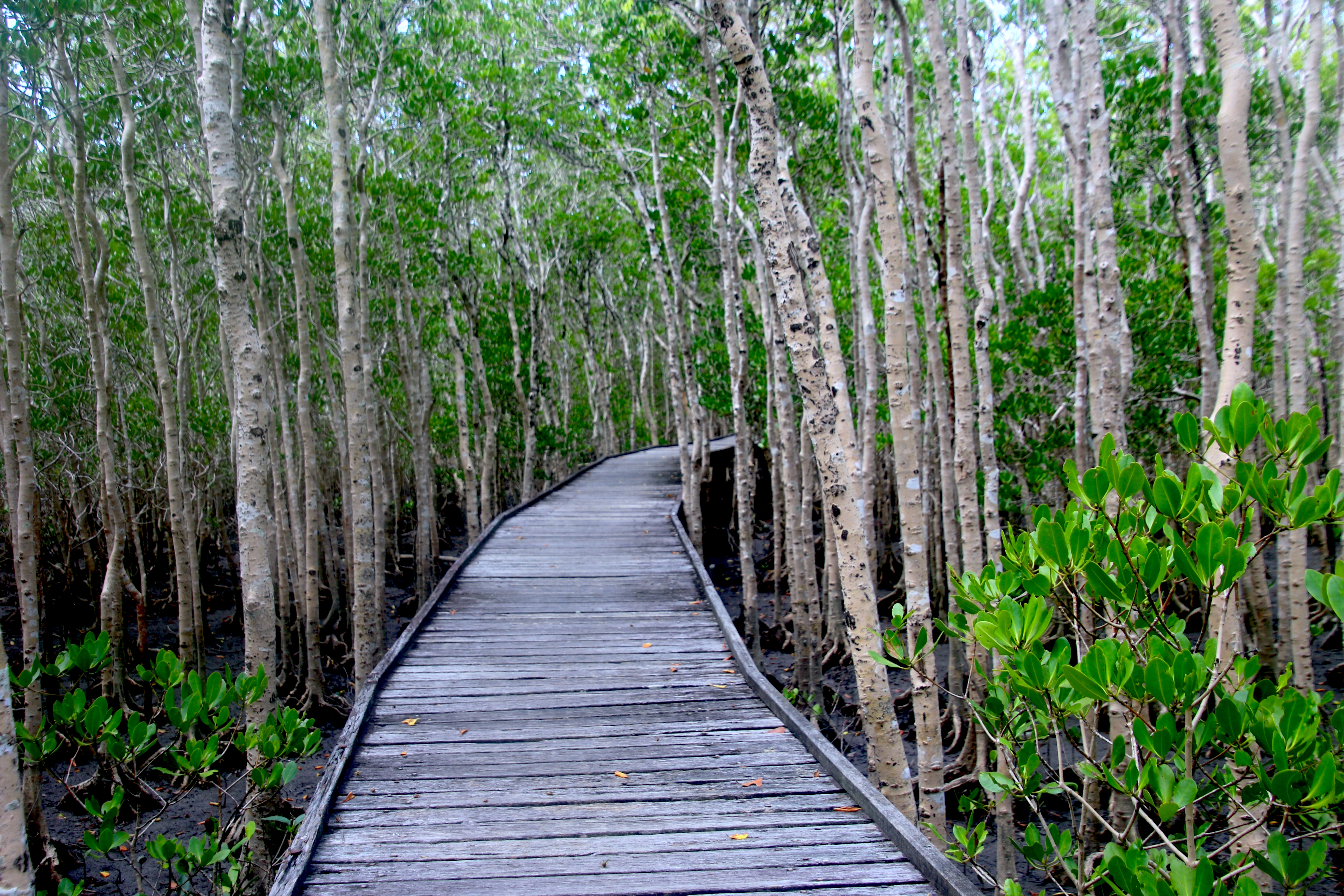 The Jack Barnes Bicentennial Mangrove Boardwalk: A Living Classroom at Cairns