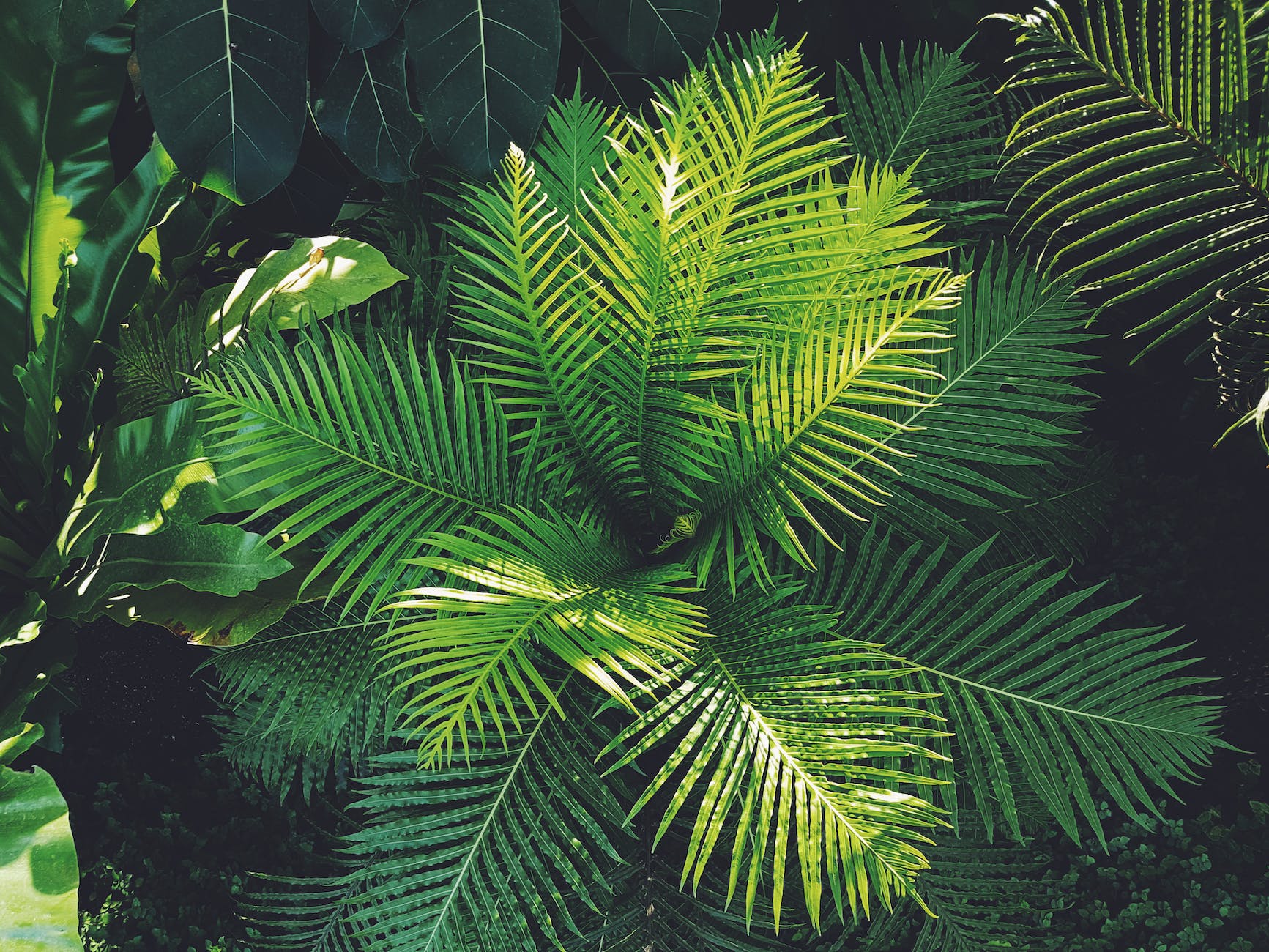 Plants that grow in unusual places