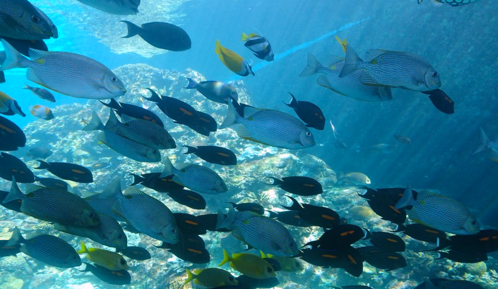 🌴🐠 7 Natural Wonders I Found in Tropical North Queensland